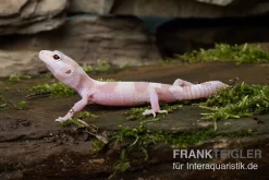 Leopardgecko, Eublepharis Macularius, TREMPER ALBINO MACK SNOW