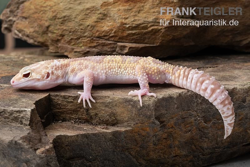 Leopardgecko, Eublepharis Macularius, TREMPER ALBINO MACK SNOW ECLIPSE – Bild 4