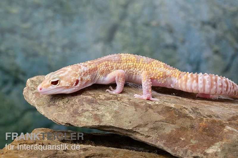 Leopardgecko, Eublepharis Macularius, TREMPER ALBINO MACK SNOW ECLIPSE – Bild 5