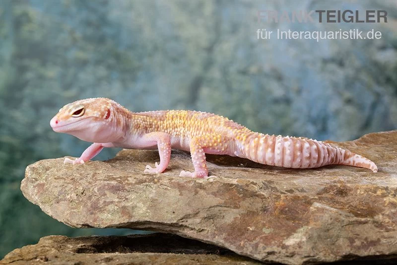 Leopardgecko, Eublepharis Macularius, TREMPER ALBINO MACK SNOW ECLIPSE – Bild 6