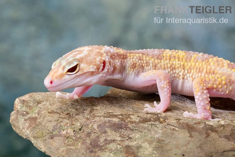 Leopardgecko, Eublepharis Macularius, TREMPER ALBINO MACK SNOW ECLIPSE – Bild 7