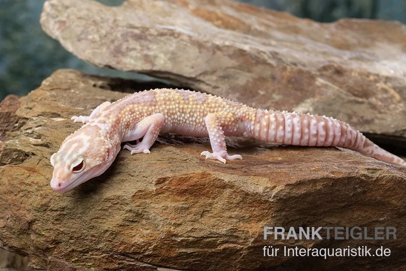 Leopardgecko, Eublepharis Macularius, TREMPER ALBINO MACK SNOW ECLIPSE – Bild 2