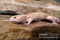 Leopardgecko, Eublepharis Macularius, TREMPER ALBINO MACK SNOW ECLIPSE