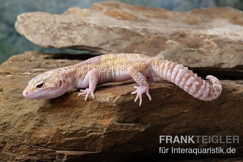 Leopardgecko, Eublepharis Macularius, TREMPER ALBINO MACK SNOW ECLIPSE – Bild 3