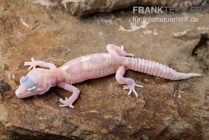 Leopardgecko, Eublepharis Macularius, TREMPER ALBINO MACK SNOW RAPTOR – Bild 2