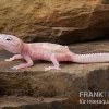 Leopardgecko, Eublepharis Macularius, TREMPER ALBINO MACK SNOW RAPTOR