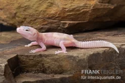 Leopardgecko, Eublepharis Macularius, TREMPER ALBINO MACK SNOW RAPTOR