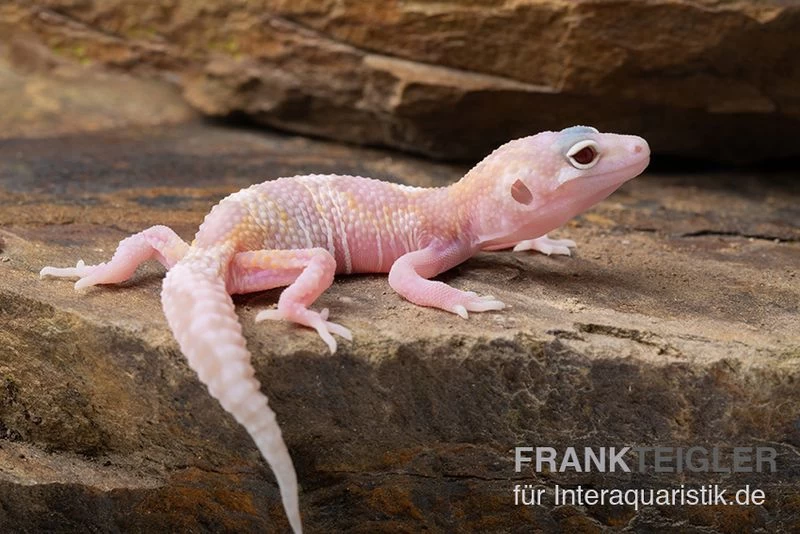 Leopardgecko, Eublepharis Macularius, TREMPER ALBINO MACK SNOW RAPTOR – Bild 4