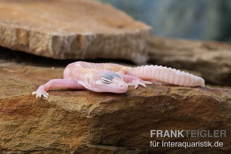 Leopardgecko, Eublepharis Macularius, TREMPER ALBINO MACK SNOW RAPTOR – Bild 5