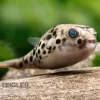 Leopardkugelfisch, Tetraodon Schoutedeni