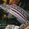 Vierstreifen-Lamprologus, Lepidiolamprologus Nkambae