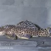 Leopard-Rüsselzahnwelse, Leporacanthicus Heterodon, L172B