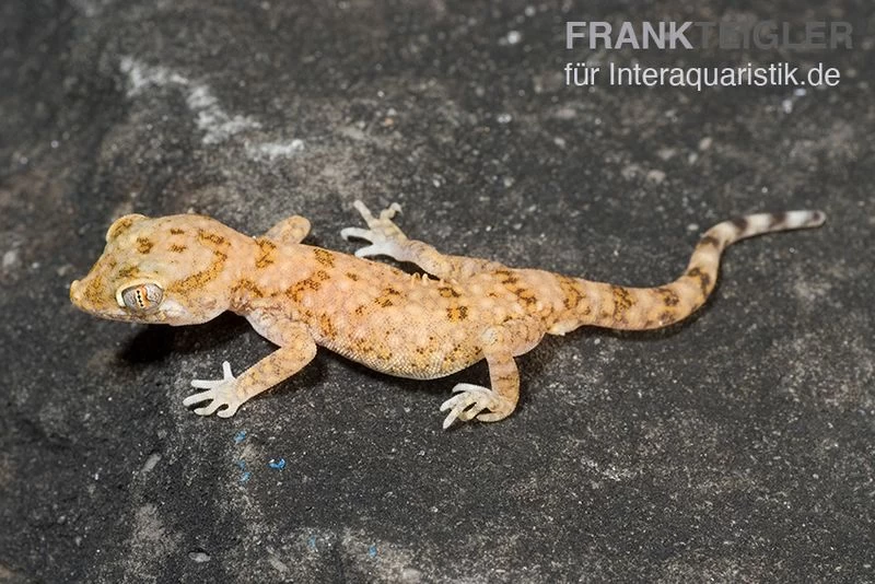 Lichtensteins Dünnfingergecko, Stenodactylus Sthenodactylus – Bild 2