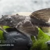 Maulbrütender Harnischwels, Loricaria Simillima