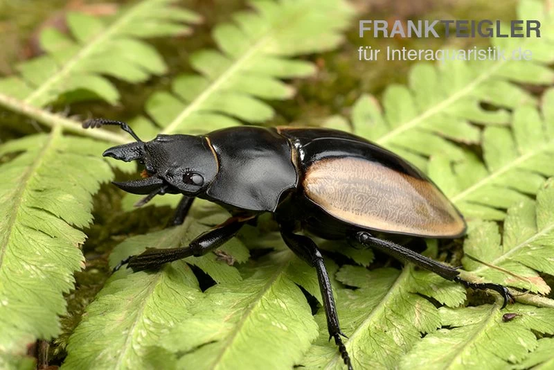 Ludekingi-Hirschkäfer, Odontolabis Ludekingi – Bild 2
