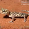 Madagaskar Großkopfgecko, Paroedura Picta