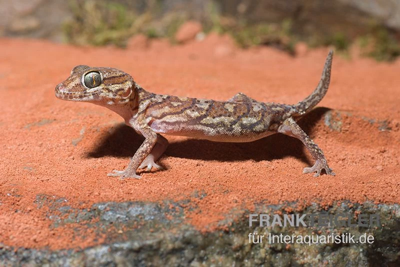 Madagaskar Großkopfgecko, Paroedura Picta – Bild 2