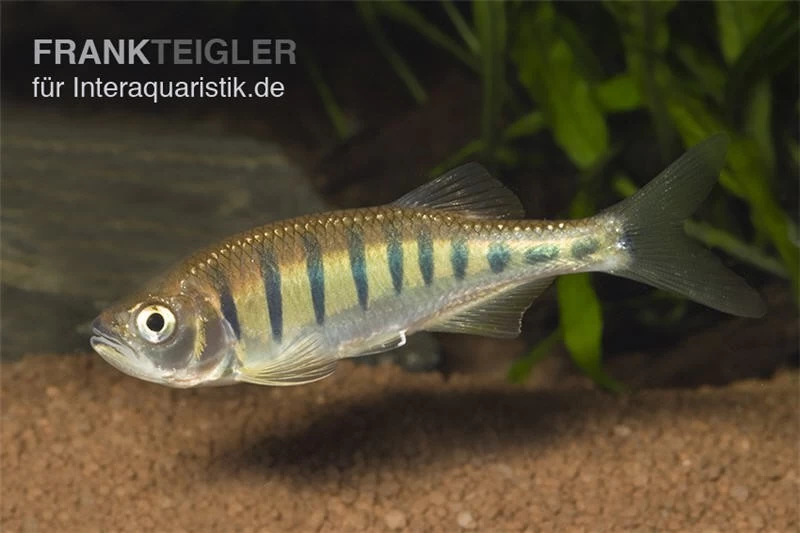 Makrelenbarbe, Barilius Pulchellus/Opsarius Pulchellus – Bild 2