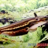 Mandube-Wels, Trachelyopterichthys Taeniatus