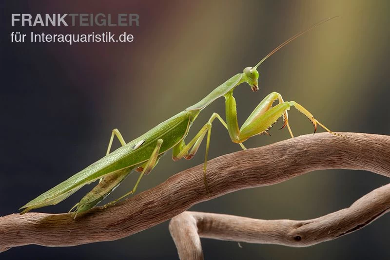 Afrikanische Gottesanbeterin Im Mix, Sphodromantis Spec. – Bild 3
