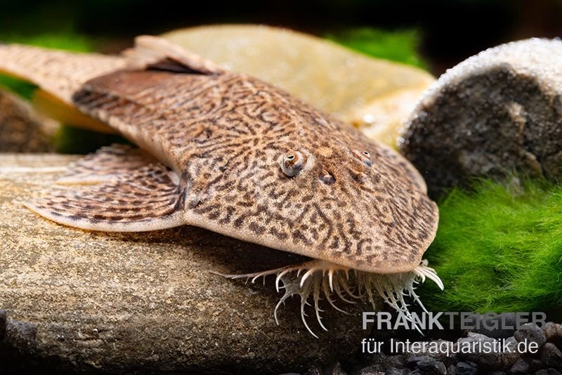 Marmor-Flunderharnischwels, Pseudohemiodon Apithanos Sp. Colombia – Bild 2