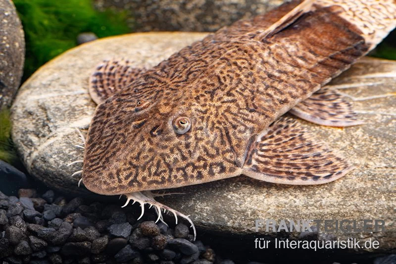 Marmor-Flunderharnischwels, Pseudohemiodon Apithanos Sp. Colombia – Bild 3