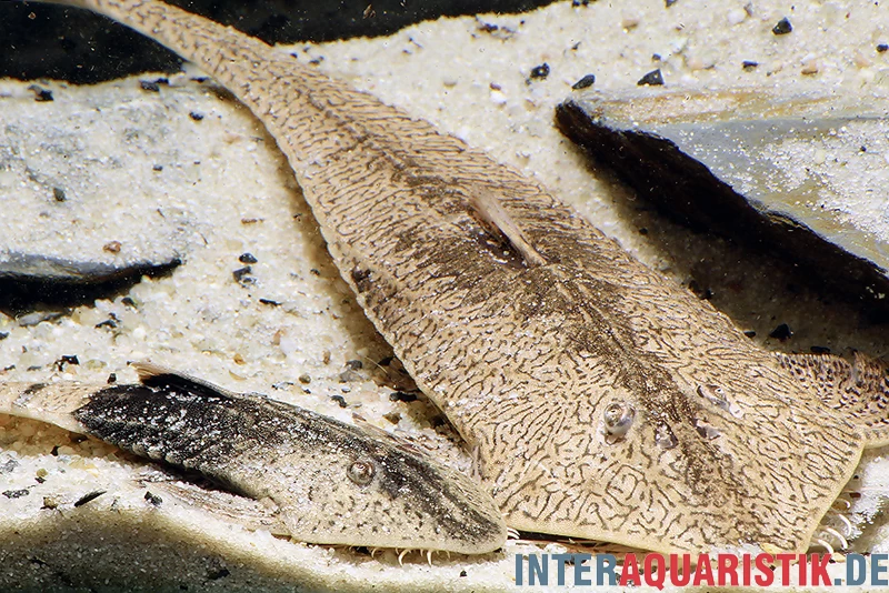 Marmor-Flunderharnischwels, Pseudohemiodon Apithanos Sp. Colombia – Bild 4