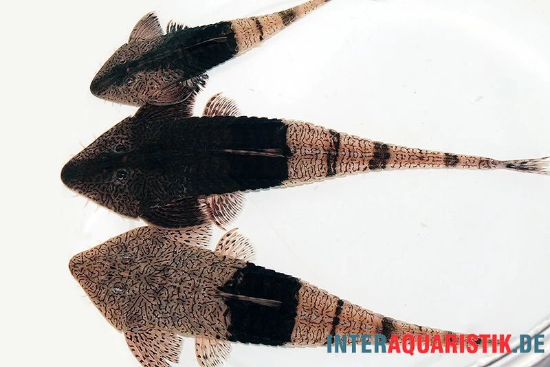 Marmor-Flunderharnischwels, Pseudohemiodon Apithanos Sp. Colombia – Bild 5