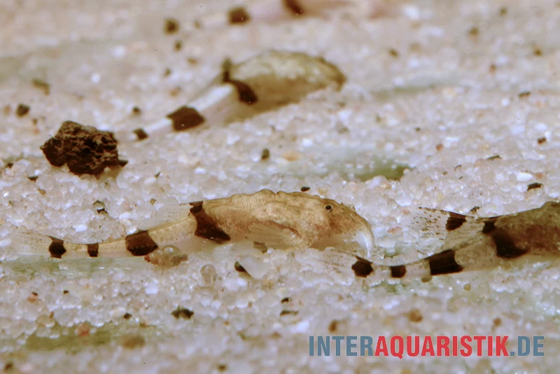 Megistus-Wels, Ernstichthys Megistus