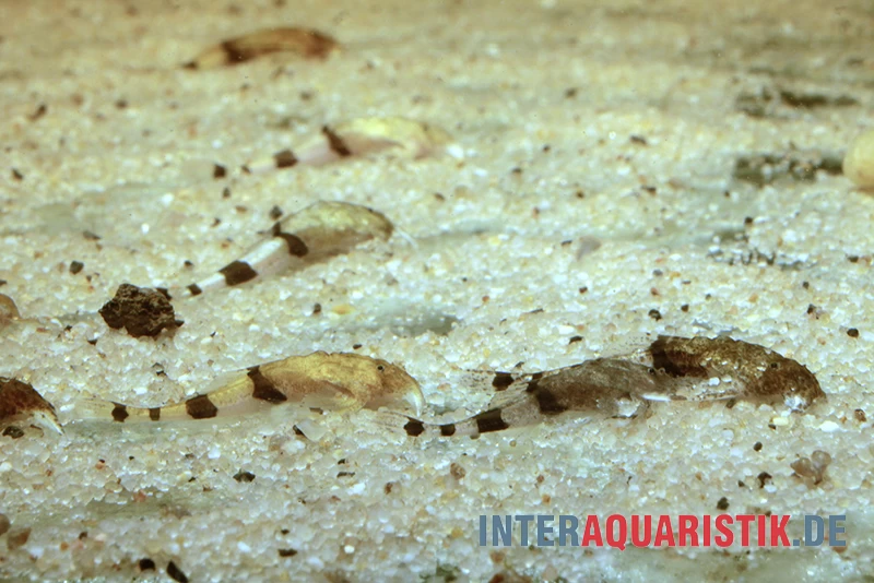 Megistus-Wels, Ernstichthys Megistus – Bild 2