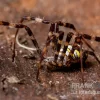 Mehrfarbige Argiope-Spinne, Argiope Versicolor