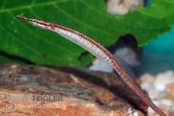 Mertens Süßwassernadel, Doryichthys Martensii