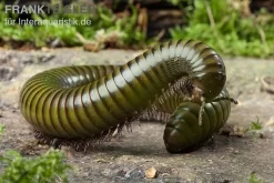 Green-Striped-Millipede, Spirostreptus Spec.