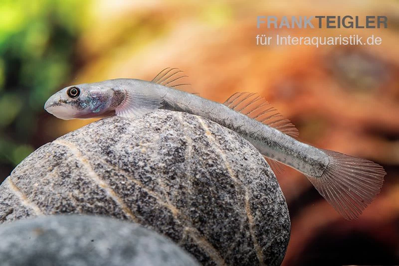 Mindanaoensis-Grundel, Lentipes Mindanaoensis, 1 Paar – Bild 3