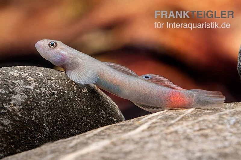 Mindanaoensis-Grundel, Lentipes Mindanaoensis, 1 Paar