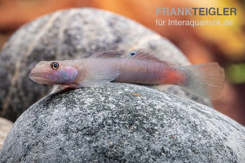 Mindanaoensis-Grundel, Lentipes Mindanaoensis, 1 Paar – Bild 2