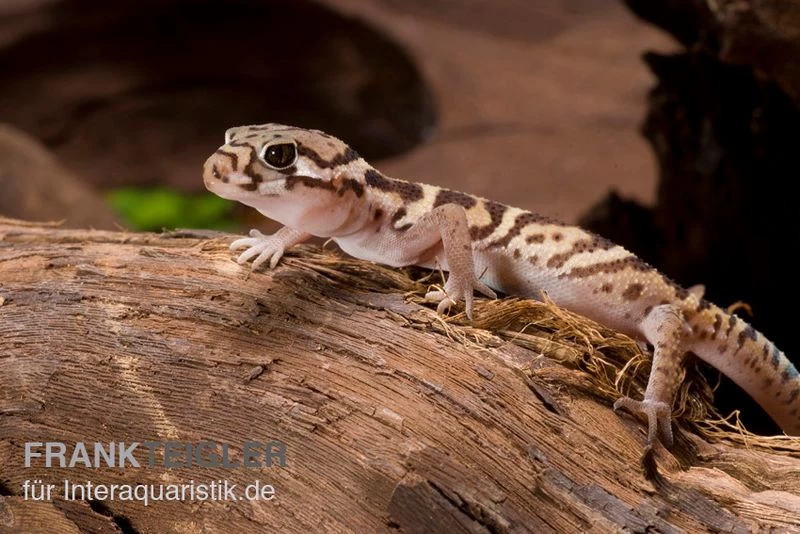 Mittelamerikanischer Krallengecko, Coleonyx Mitratus – Bild 2
