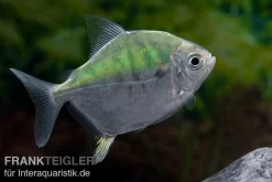 Mühlsteinsalmler, Myleus Setiger