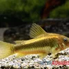 "Neon Gold Stripe"-Panzerwels, Corydoras Sp. "Neon Gold Stripe" (CW10)