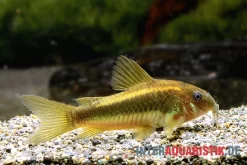 "Neon Gold Stripe"-Panzerwels, Corydoras Sp. "Neon Gold Stripe" (CW10)
