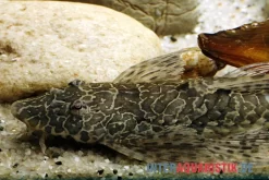 Netzmusterhexenwels, Hemiloricaria Teffeana