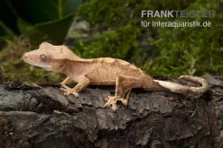 Neukaledonischer Kronengecko, Rhacodactylus Ciliatus