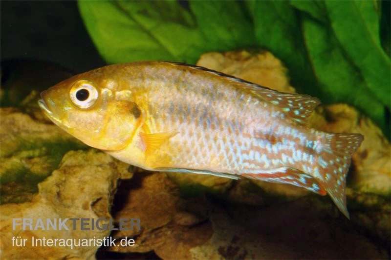 Nichols Maulbrüter, Pseudocrenilabrus Nicholsi, DNZ – Bild 2