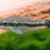 Bundle: 6x Ohrgitterharnischwels, Otocinclus Affinis (6 Stück)