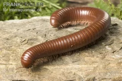 Schokotausendfüßer, Ophistreptus Guineensis