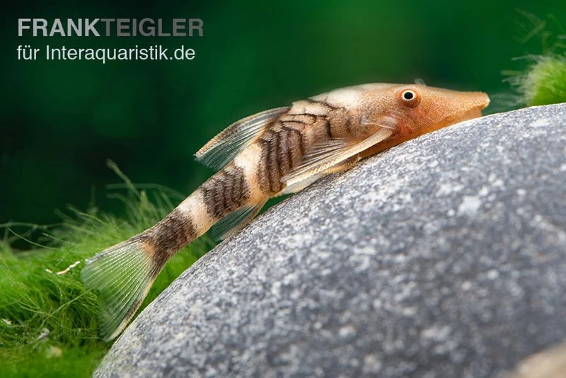 Orange-Otocinclus, Nannoptoma Spec. Orange – Bild 3
