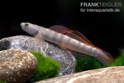 Orangeflossen-Grundel, Stiphodon Maculidorsalis, 1 Paar