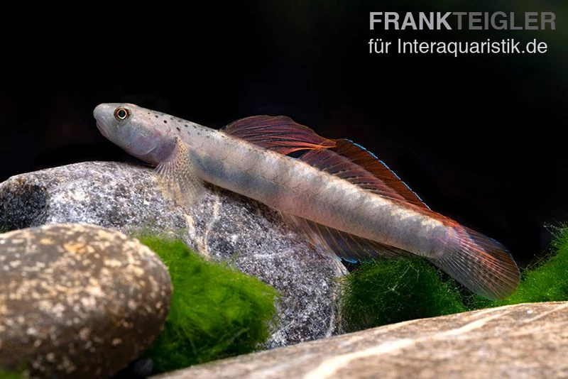 Orangeflossen-Grundel, Stiphodon Maculidorsalis, 1 Paar