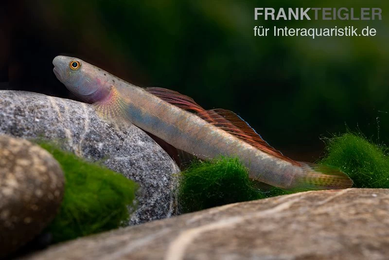 Orangeflossen-Grundel, Stiphodon Maculidorsalis, 1 Paar – Bild 2