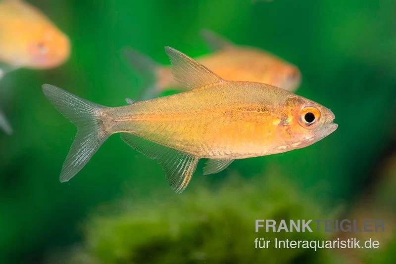 Orangensalmler, Hyphessobrycon Cf. Pulchripinnis BOLIVIA ORANGE, 5er Gruppe – Bild 3